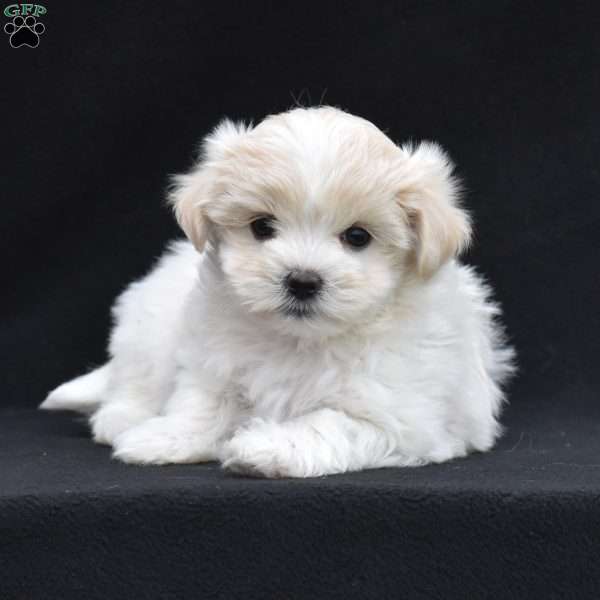 Lu-Lu, Maltese Puppy